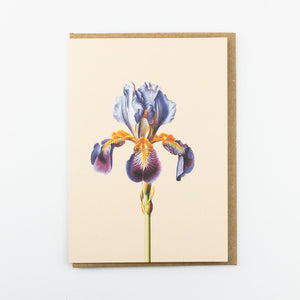 30x40 Klappkarte Grußkarte Karte Recyclingpapier mit Kuvert Blume Iris Blümchen