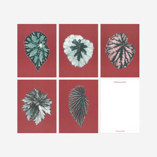 Bienvenue Studios Karten Small Print Collection Leaves Of Friendship Blätter Monstera Pflanzen