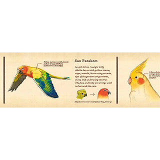 mt ex masking tape encyclopedia bird