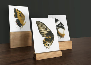 Bienvenue Studios small print collection Sun Fluttering Postkarte Karte Schmetterling Schmetterlinge