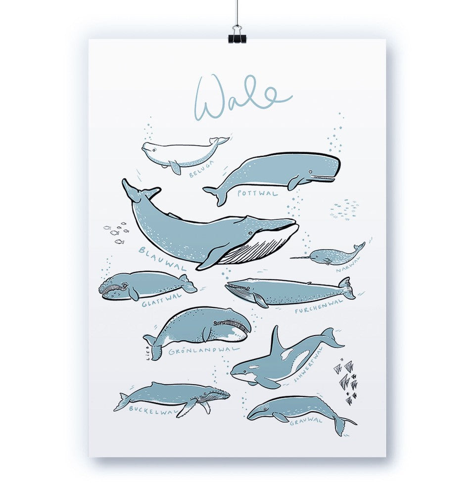 Werkstatt Höflich Letterpress Artprint Kunstdruck store Fische – Wal paletti Poster
